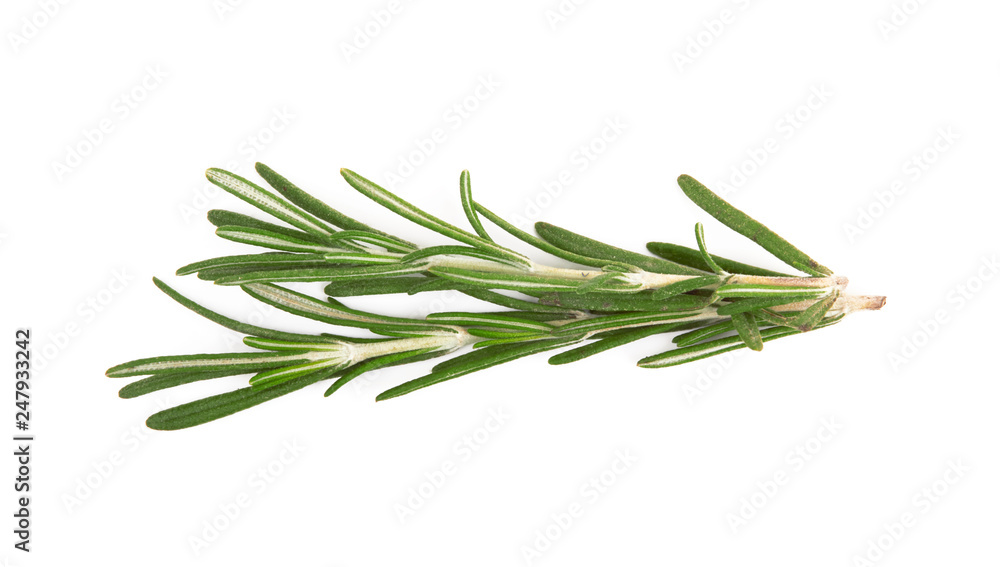 Fresh rosemary on white