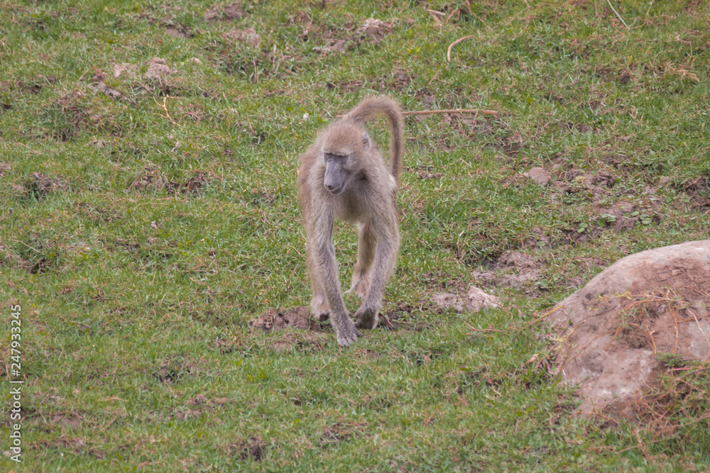Chacma Baboon in the Kruger national park, South Africa Chacma Baboon in the Kruger national park, South Africa