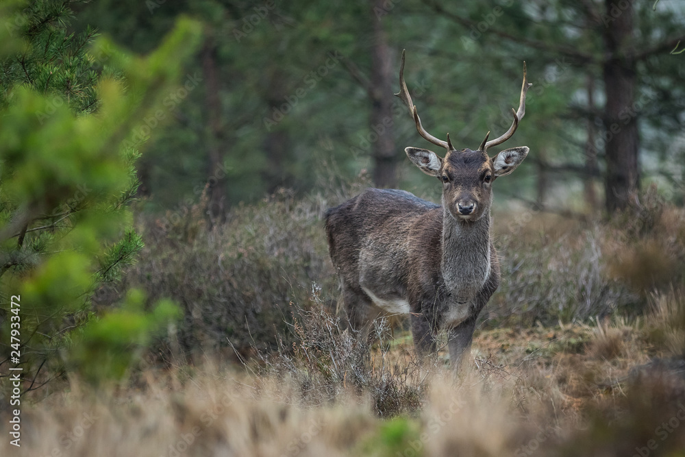 Obraz premium Fallow deer in the heathland