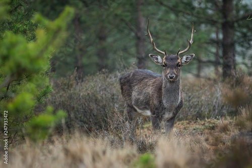 Fallow deer in the heathland © Marc Scharping
