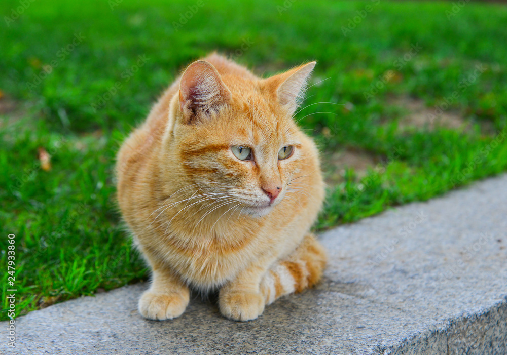 Cute cat on street in Istanbul, Turkey Cute cat on street in Istanbul, Turkey