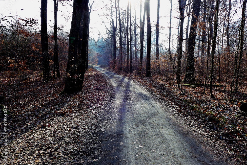 Obraz premium Waldweg an einem Wintermorgen