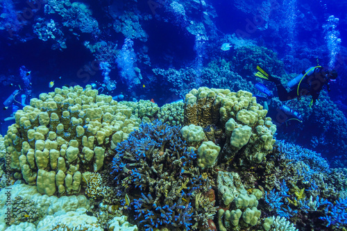 underwater Coral reef landscape at the Red Sea  Egypt