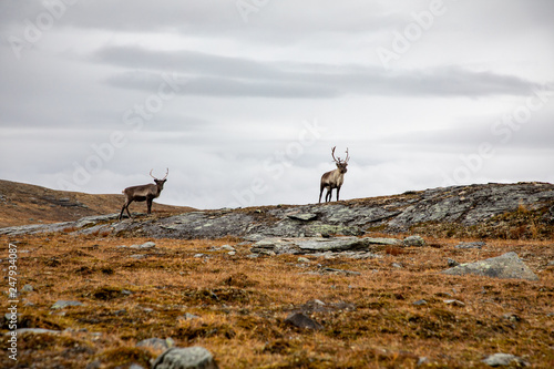 Foto Reindeer in the mountains