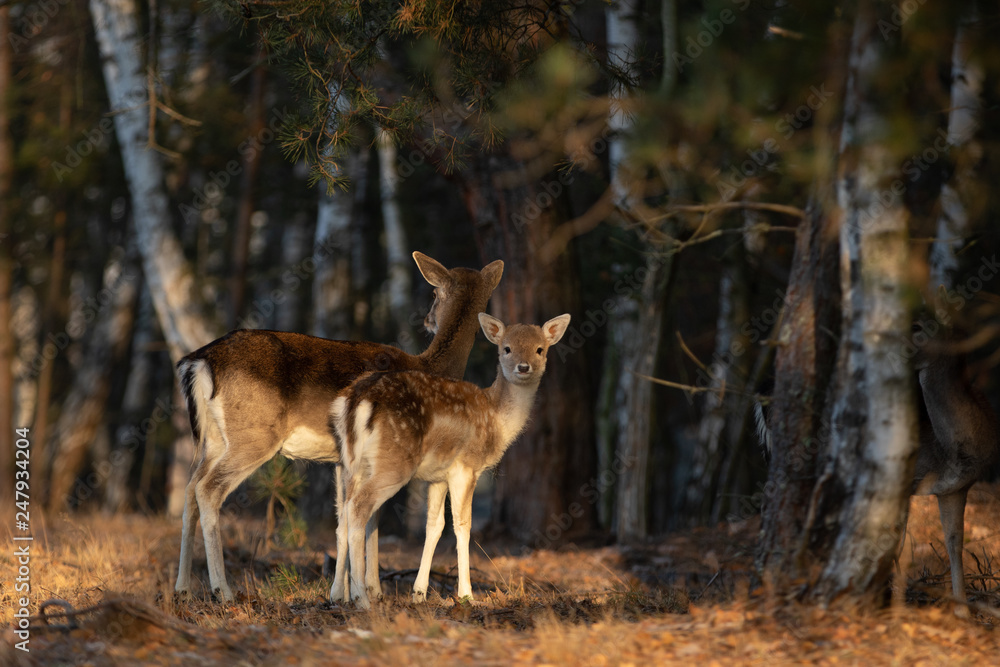Fallow deer with spotted fawn in the heathland Fallow deer with spotted fawn in the heathland