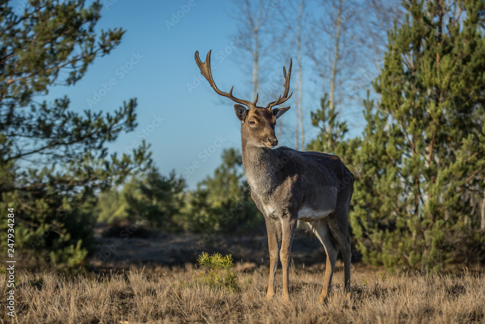 Fallow deer in the heathland Fallow deer in the heathland