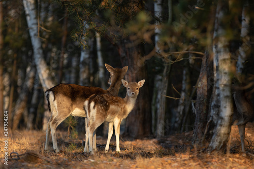 Fallow deer with spotted fawn in the heathland