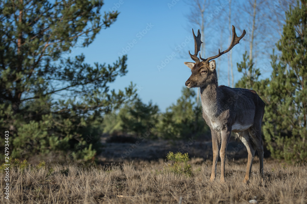 Fallow deer in the heathland Fallow deer in the heathland