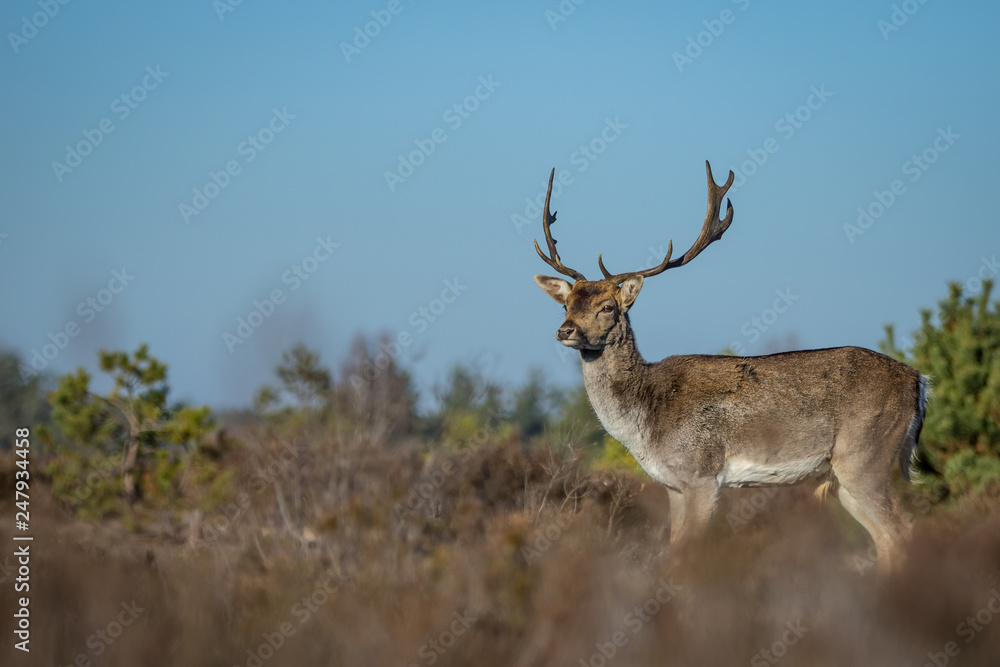 Fallow deer in the heathland Fallow deer in the heathland