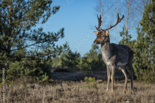 Fototapeta Naklejka Na Ścianę i Meble -  Fallow deer in the heathland