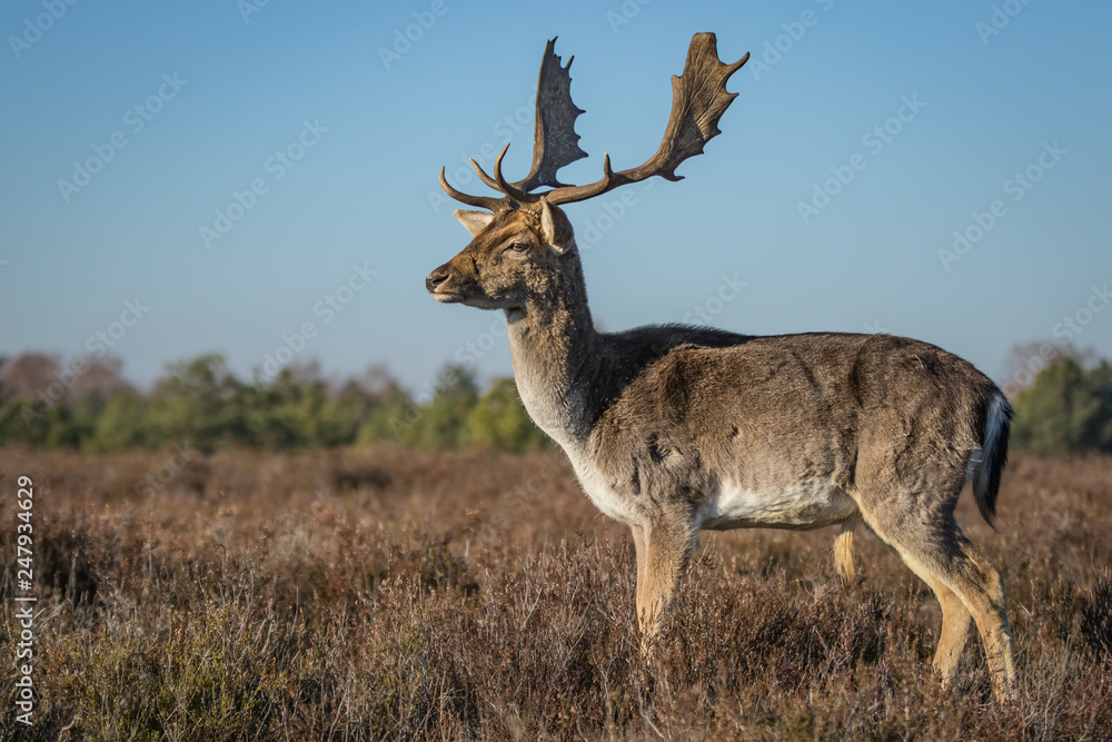 Fallow deer in the heathland Fallow deer in the heathland