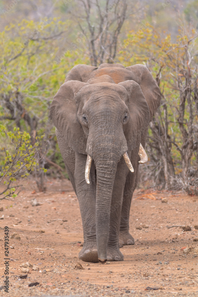 Elephants in the Kruger national park, South Africa