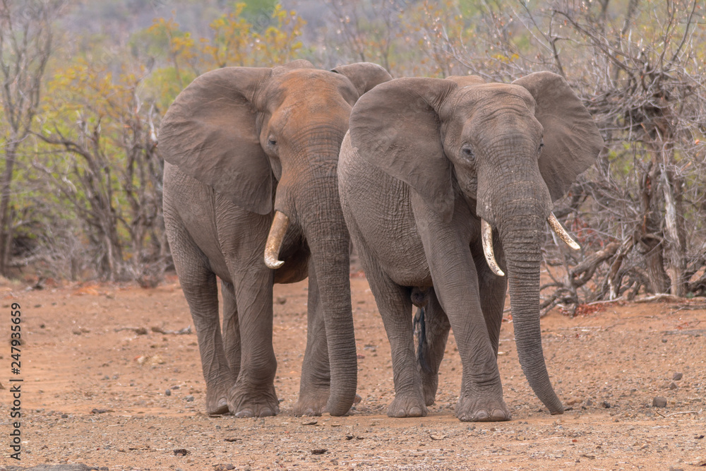 Fototapeta premium Elephants in the Kruger national park, South Africa