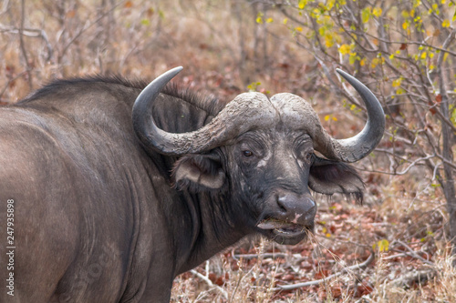 African Buffalo in the Kruger national park, South Africa