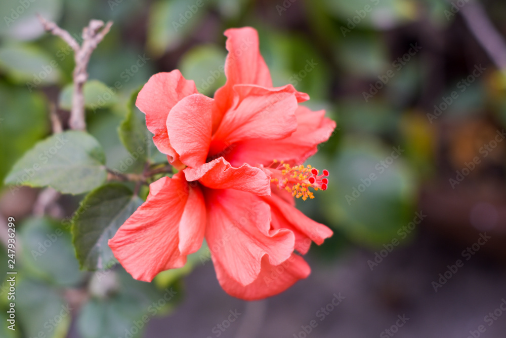 One Chaba flower (Hibiscus rosa-sinensis) chinese rose, red color, blooming during morning sunlight. in tropical garden in green background. With copy space room for text on right side of the image. One Chaba flower (Hibiscus rosa-sinensis) chinese rose, red color, blooming during morning sunlight. in tropical garden in green background. With copy space room for text on right side of the image.