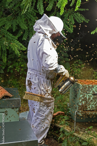 honey harvest on hives