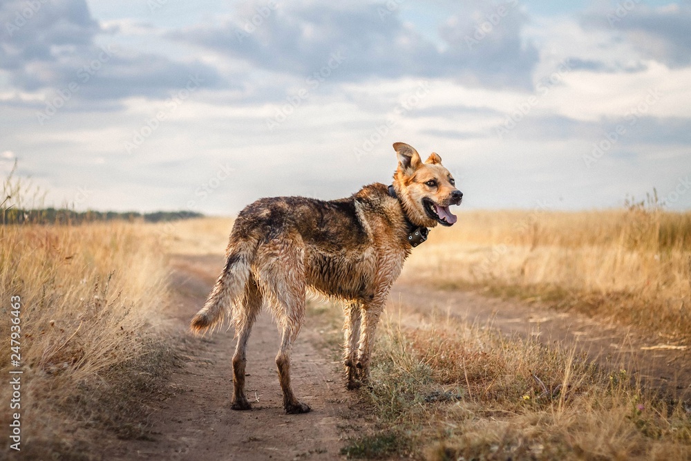 Obraz premium wet dog stands on the road in the field and is waiting for the owner
