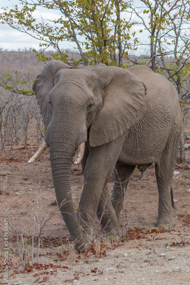 Fototapeta premium Elephant eating, South Africa