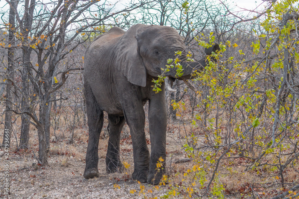 Elephant eating, South Africa