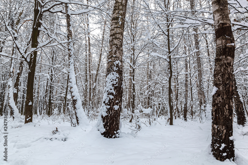 Winter forest. Trees under the snow. Nature. Landscape Winter forest. Trees under the snow. Nature. Landscape