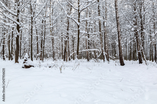 Winter forest. Trees under the snow. Nature. Landscape © trotzolga