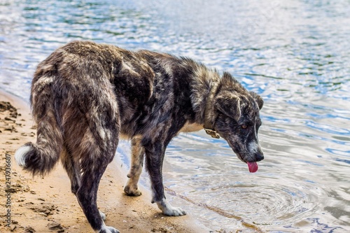 funny dog leaned over to drink water from the river