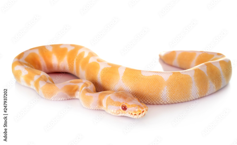 Obraz premium royal python in studio