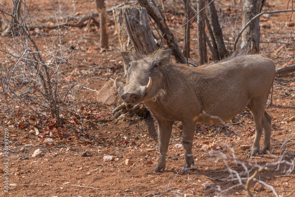Fototapeta premium Warthog in the Kruger national park, South Africa