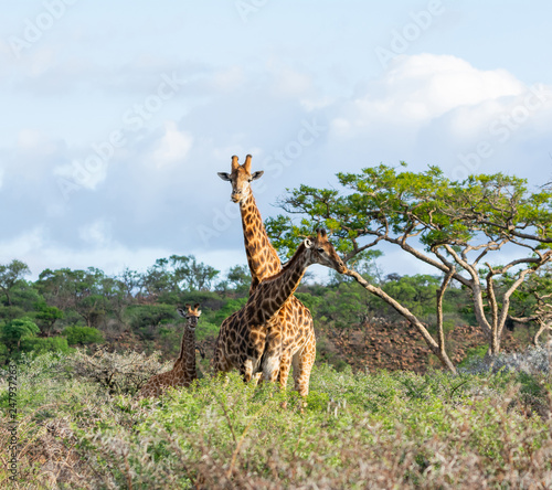 Giraffe Family