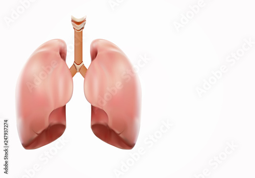 Strong lung Autopsy medical concept, 3D display.