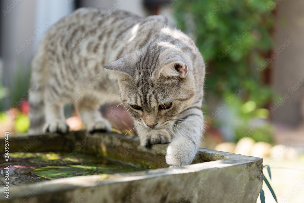 Lovely cute tubby cat with beautiful yellow eyes over loutus pond in garden outdoor Lovely cute tubby cat with beautiful yellow eyes over loutus pond in garden outdoor