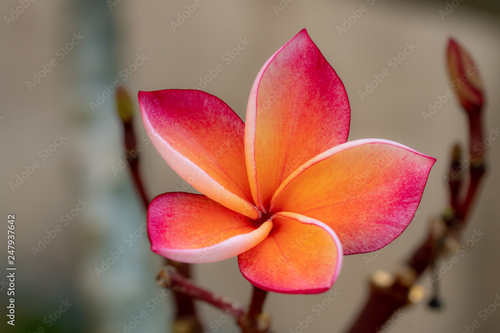 Yellow-pink plumeria flowers