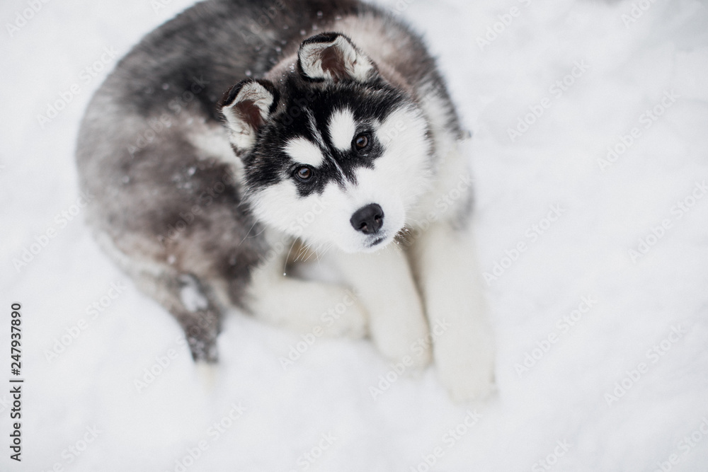 Husky puppy lying in the snow. Looking at camera. Siberian Husky puppy outdoors