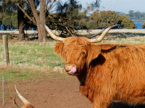 Cow cleaning its nose 