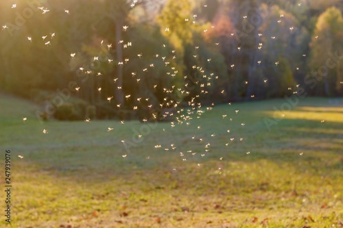 Mosquitos swarm flying in the sunset light	 photo