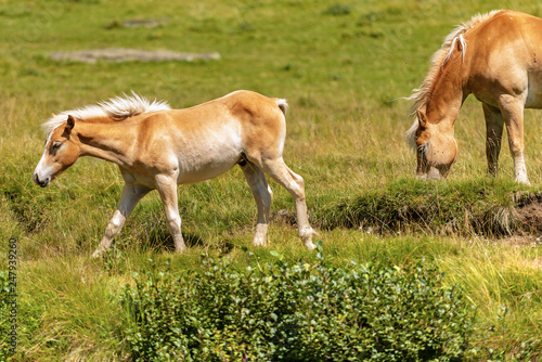 Brown and white foal and horse in Alpine pasture