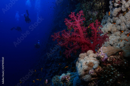 Fototapeta Naklejka Na Ścianę i Meble -  soft coral at the Red Sea, Egypt
