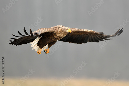 White tailed eagle (Haliaeetus albicilla) photo