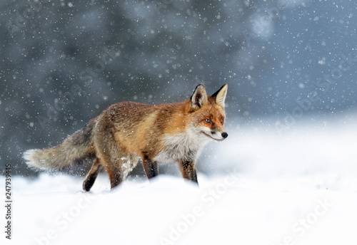 Fox (Vulpes vulpes) © Piotr Krzeslak