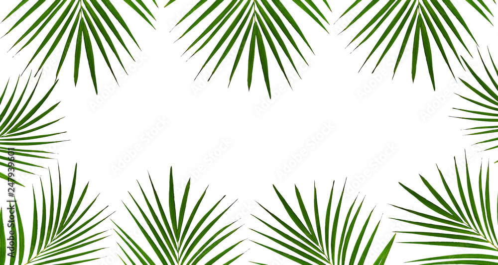 coconuts leaf isolated on the white background
