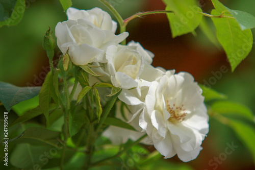 biała róża w słońcu