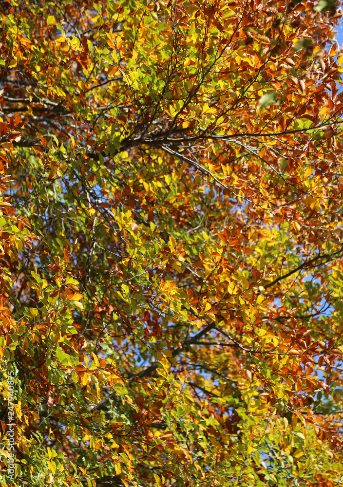 autumnal background with deciduous leaves from the many warm col