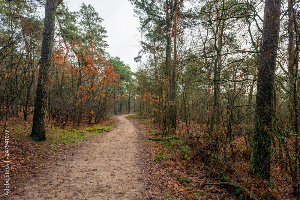 Narrow sandy path meandering through the Dutch autumn forest Narrow sandy path meandering through the Dutch autumn forest
