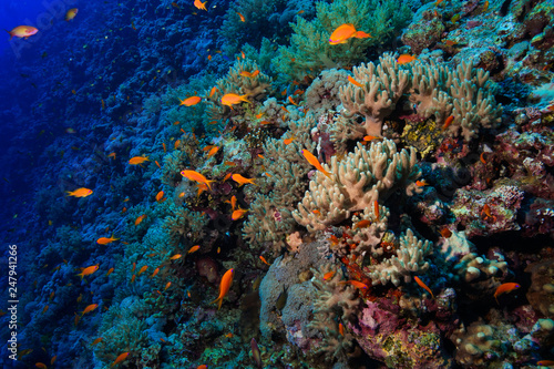 Finger leather coral at the Red Sea  Egypt