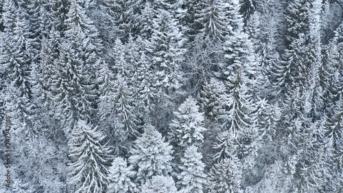 snow covered trees in winter forest landscape. aerial