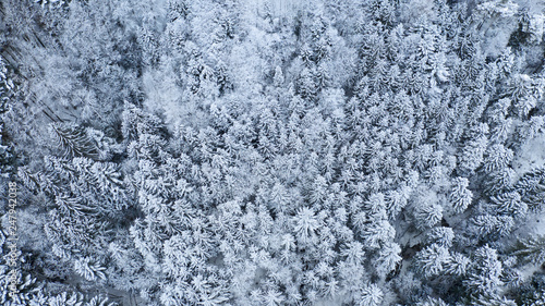 snow covered trees in winter forest landscape. aerial