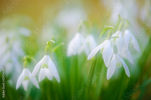 Snowdrops in Spring, selective focus, soft background image