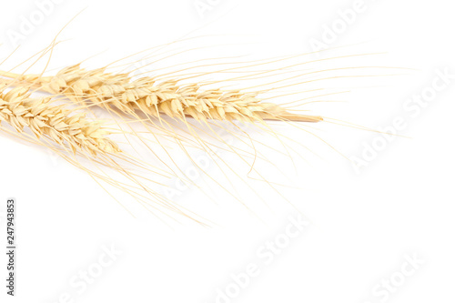 Wheat ear isolated on a white background.