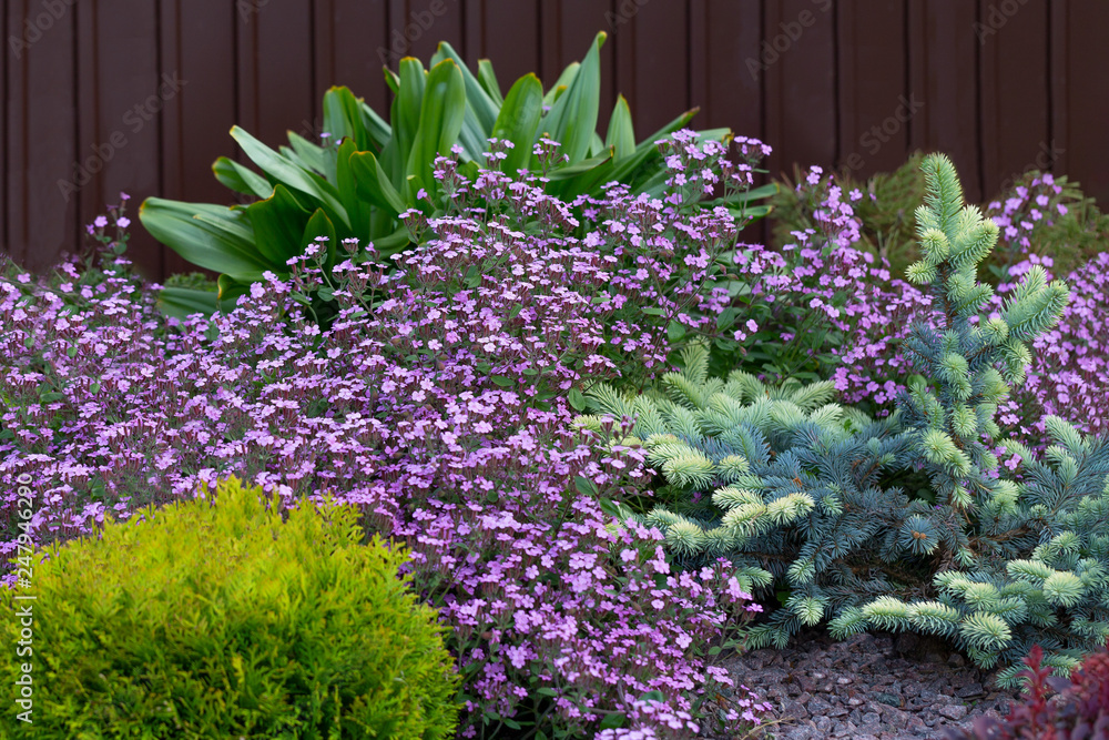 Foto Stock flowering groundcover (Gypsophila muralis) on alpine hill