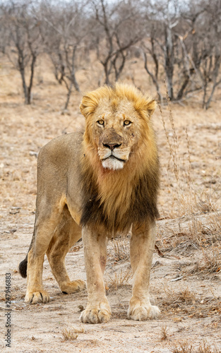 Male Lion © Cathy Withers-Clarke